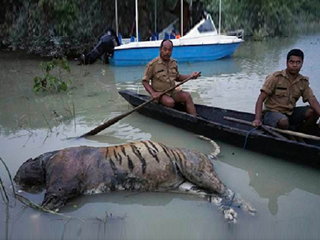 Flood Relief Intervention At Kaziranga National Park & Tiger Reserve